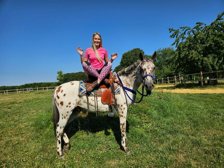 Appaloosa Wałach 3 lat 150 cm Tarantowata in Linkenbach