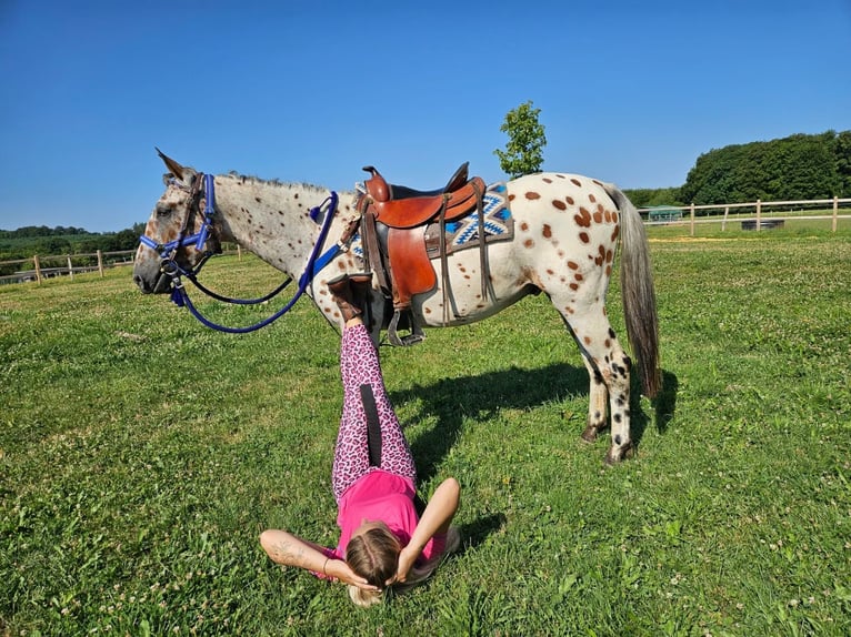 Appaloosa Wałach 3 lat 150 cm Tarantowata in Linkenbach