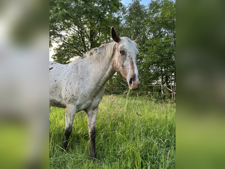 Appaloosa Wałach 3 lat 153 cm Gniadodereszowata in Kutenholz