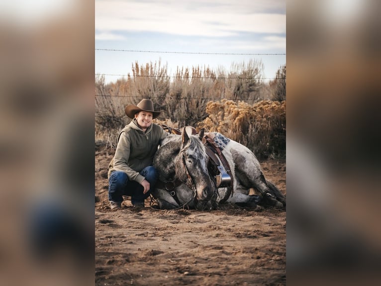 Appaloosa Wałach 3 lat 155 cm Gniada in Saint Anthony