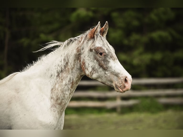 Appaloosa Wałach 3 lat 155 cm in Stein