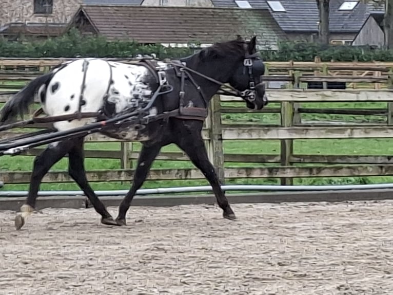 Appaloosa Wałach 3 lat 155 cm Skarogniada in Boortmeerbeek