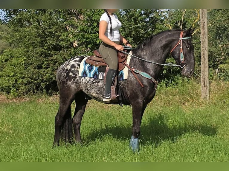 Appaloosa Wałach 3 lat 155 cm Tarantowata in Linkenbach