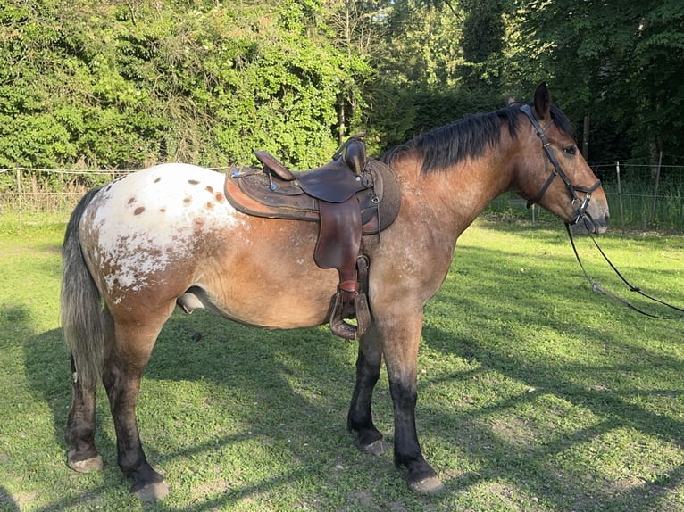Appaloosa Wałach 3 lat 157 cm Tarantowata in Fuchstal
