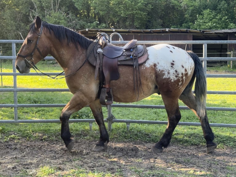 Appaloosa Wałach 3 lat 157 cm Tarantowata in Fuchstal