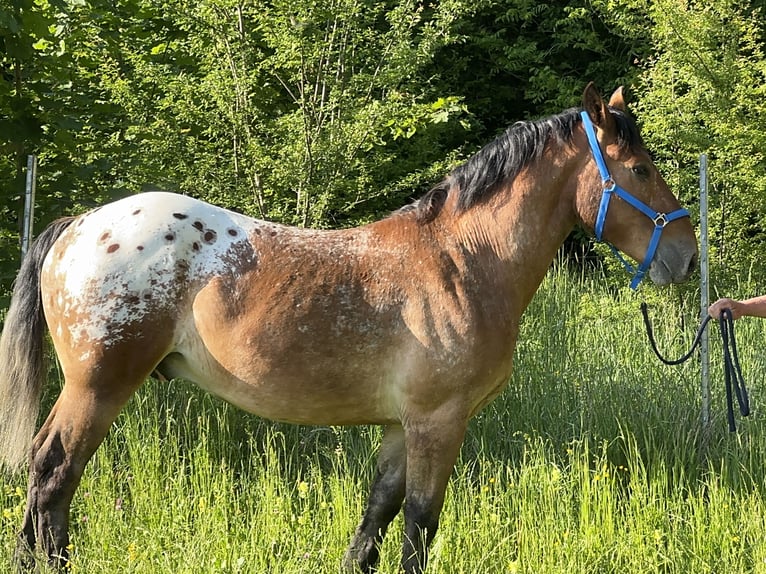 Appaloosa Wałach 3 lat 157 cm Tarantowata in Fuchstal