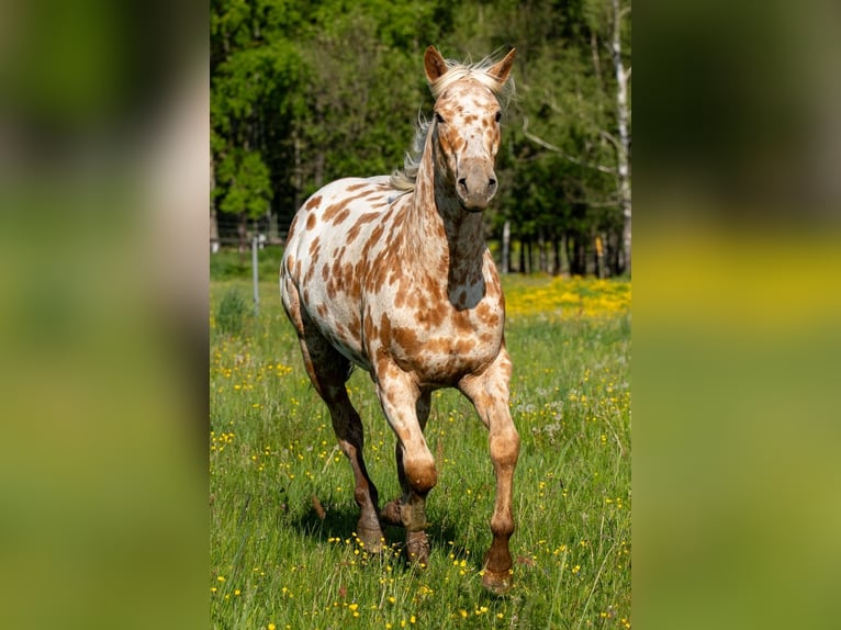 Appaloosa Wałach 3 lat 160 cm Izabelowata in Železný Brod