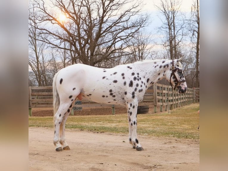 Appaloosa Wałach 3 lat Tarantowata in Saginaw