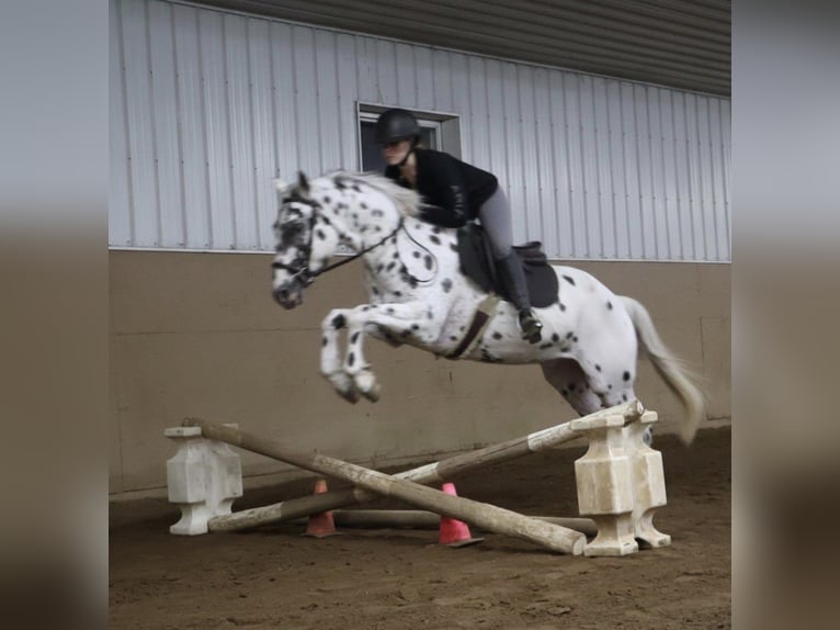 Appaloosa Wałach 3 lat Tarantowata in Saginaw