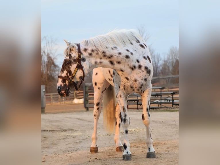 Appaloosa Wałach 3 lat Tarantowata in Saginaw
