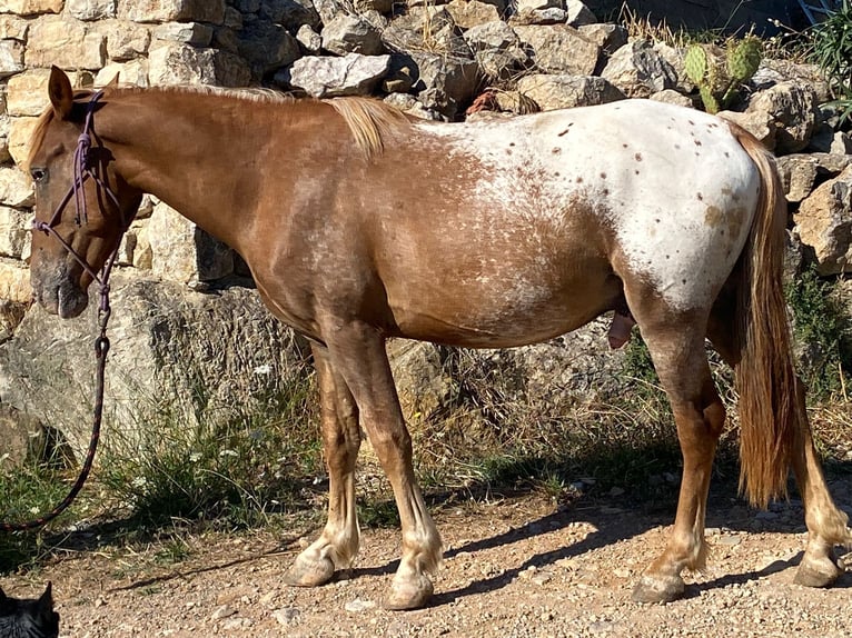 Appaloosa Mix Wałach 4 lat 139 cm in Velbert