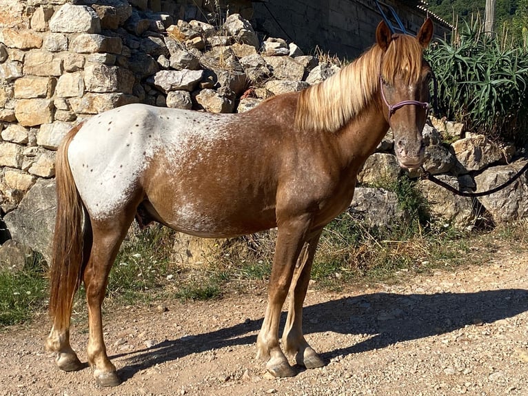 Appaloosa Mix Wałach 4 lat 139 cm in Velbert