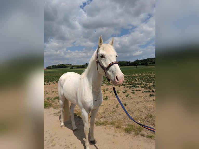 Appaloosa Mix Wałach 4 lat 146 cm Tarantowata in Maastricht