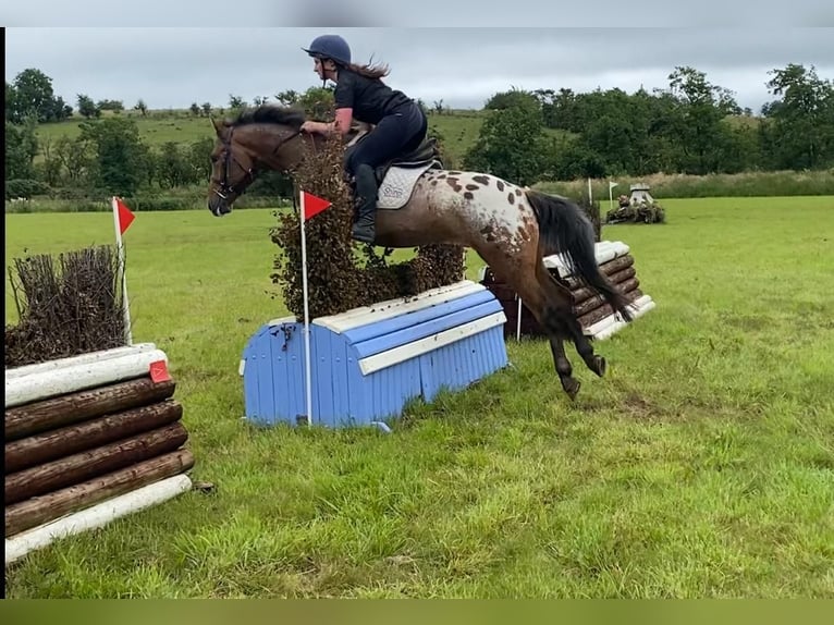 Appaloosa Wałach 4 lat 147 cm Tarantowata in Sligo