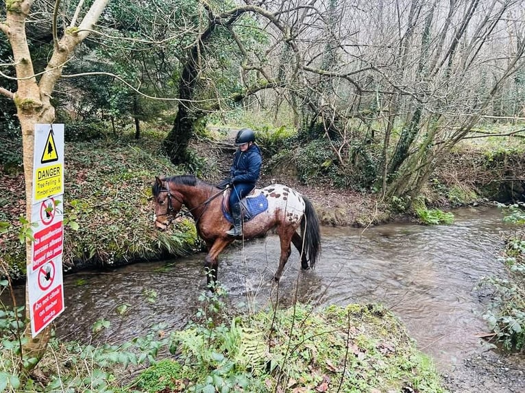 Appaloosa Wałach 4 lat 147 cm Tarantowata in Sligo