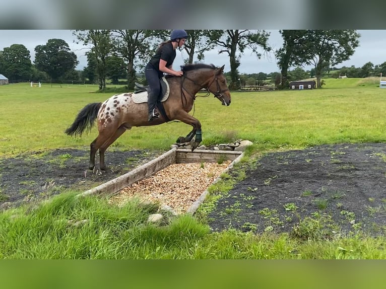 Appaloosa Wałach 4 lat 147 cm Tarantowata in Sligo