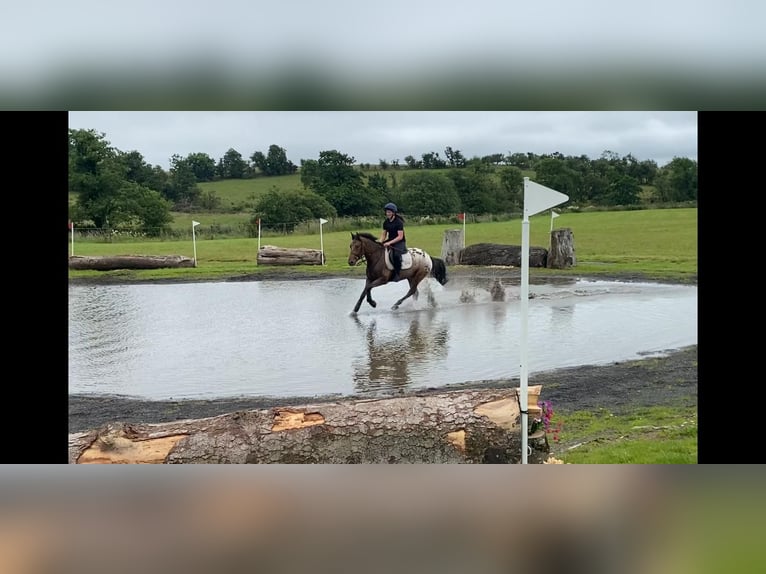 Appaloosa Wałach 4 lat 147 cm Tarantowata in Sligo