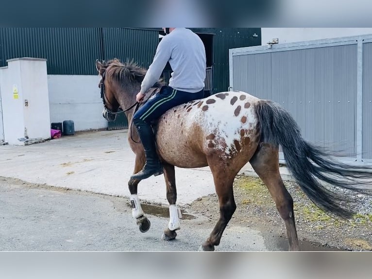 Appaloosa Wałach 4 lat 147 cm Tarantowata in Sligo