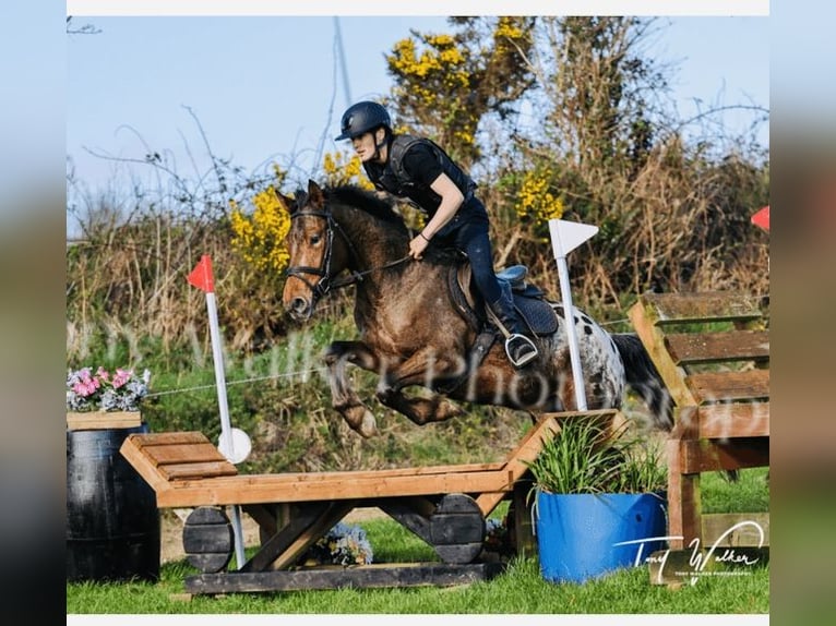 Appaloosa Wałach 4 lat 147 cm Tarantowata in Sligo