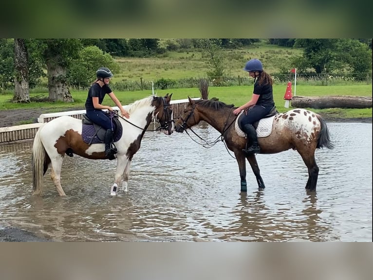 Appaloosa Wałach 4 lat 147 cm Tarantowata in Sligo