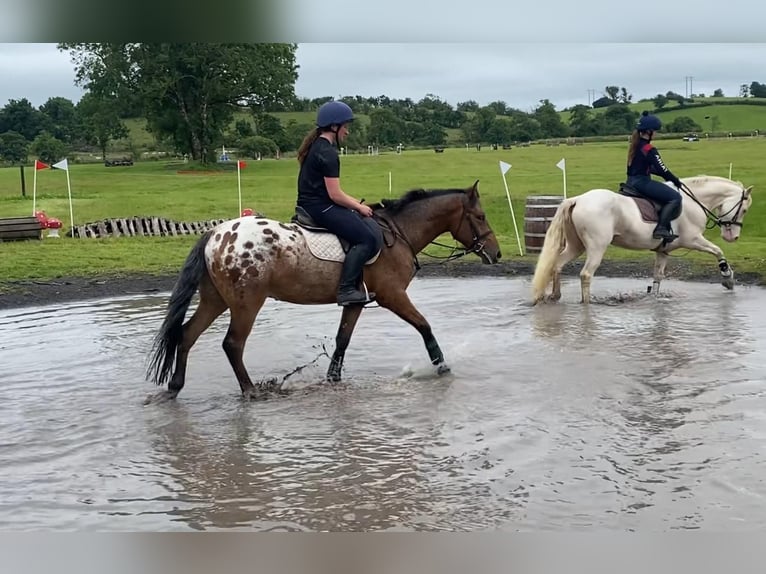 Appaloosa Wałach 4 lat 147 cm Tarantowata in Sligo