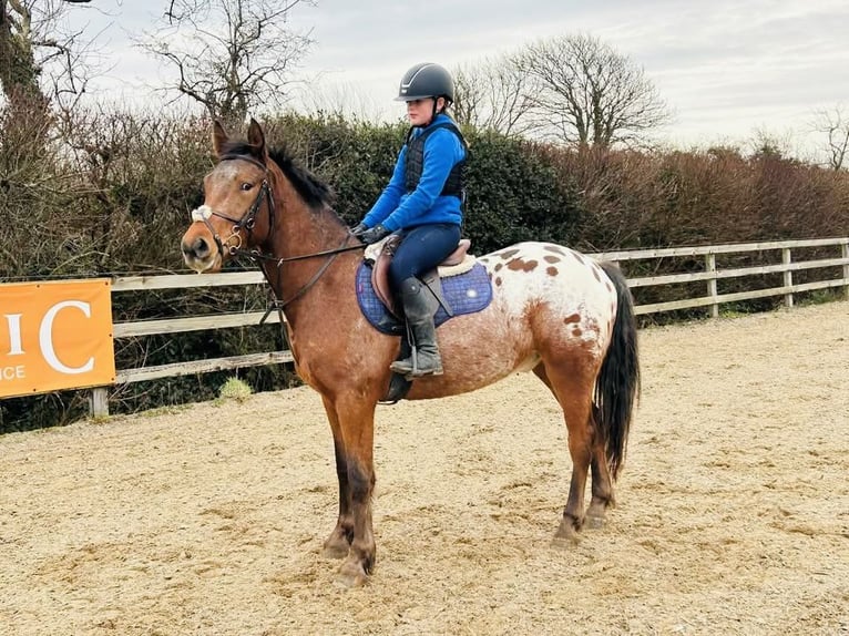 Appaloosa Wałach 4 lat 147 cm Tarantowata in Sligo