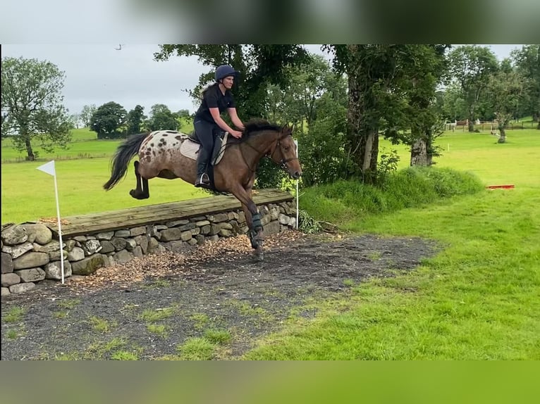 Appaloosa Wałach 4 lat 147 cm Tarantowata in Sligo