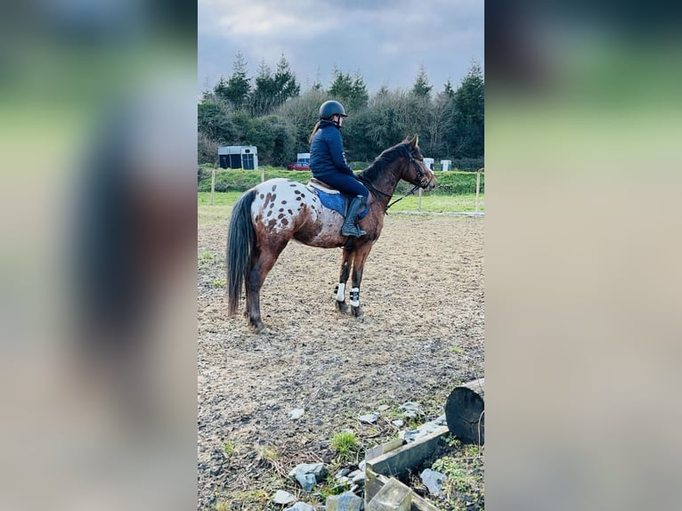 Appaloosa Wałach 4 lat 147 cm Tarantowata in Sligo