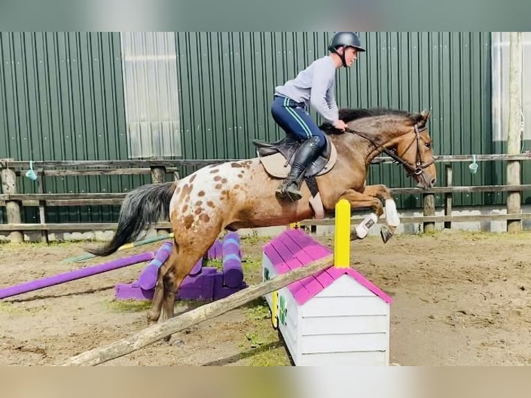 Appaloosa Wałach 4 lat 147 cm Tarantowata in Sligo