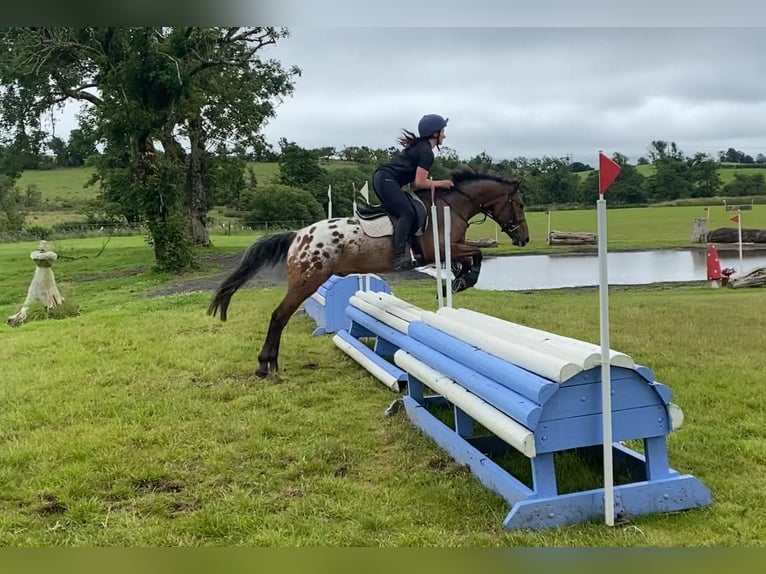 Appaloosa Wałach 4 lat 147 cm Tarantowata in Sligo
