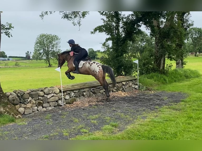 Appaloosa Wałach 4 lat 147 cm Tarantowata in Sligo