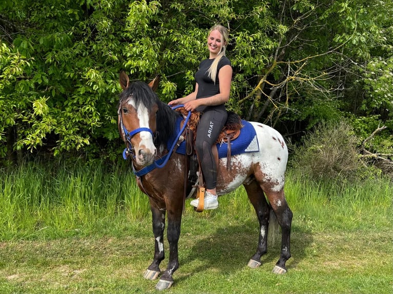 Appaloosa Wałach 4 lat 149 cm Tarantowata in Linkenbach