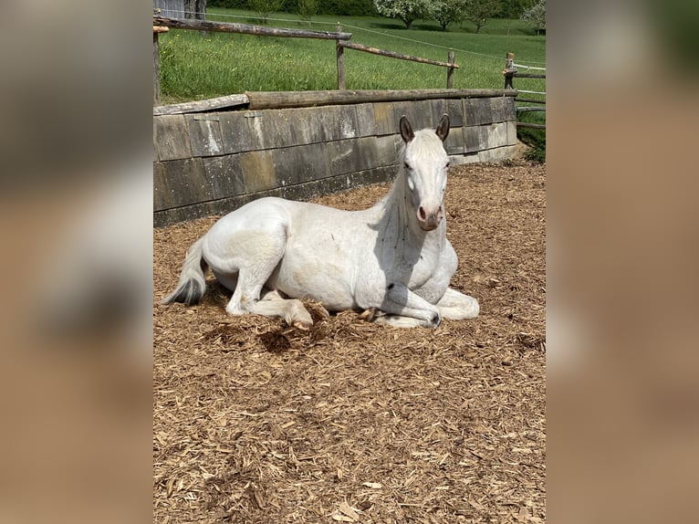 Appaloosa Wałach 4 lat 151 cm Tarantowata in Göppingen