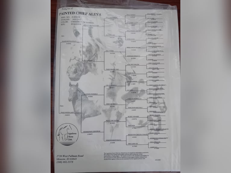 Appaloosa Wałach 4 lat 152 cm in Ljungarum