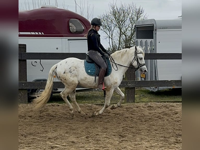 Appaloosa Mix Wałach 4 lat 152 cm Tarantowata in Daleiden