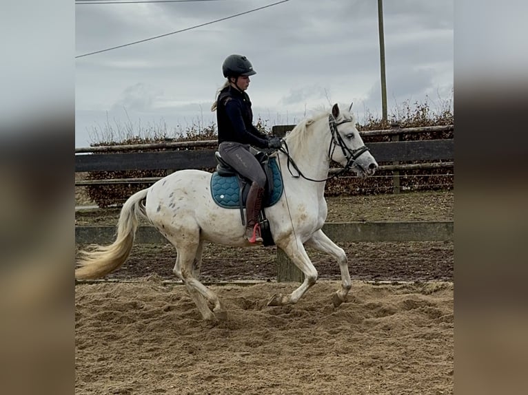 Appaloosa Mix Wałach 4 lat 152 cm Tarantowata in Daleiden