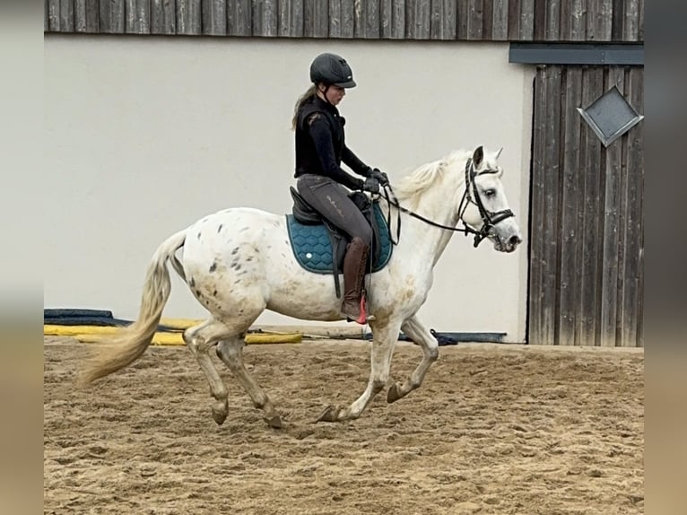 Appaloosa Mix Wałach 4 lat 152 cm Tarantowata in Daleiden