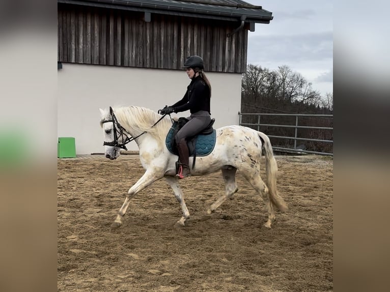 Appaloosa Mix Wałach 4 lat 152 cm Tarantowata in Daleiden