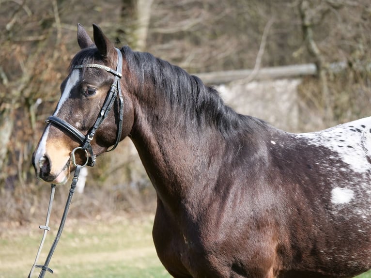 Appaloosa Mix Wałach 4 lat 153 cm Overo wszelkich maści in Galenberg