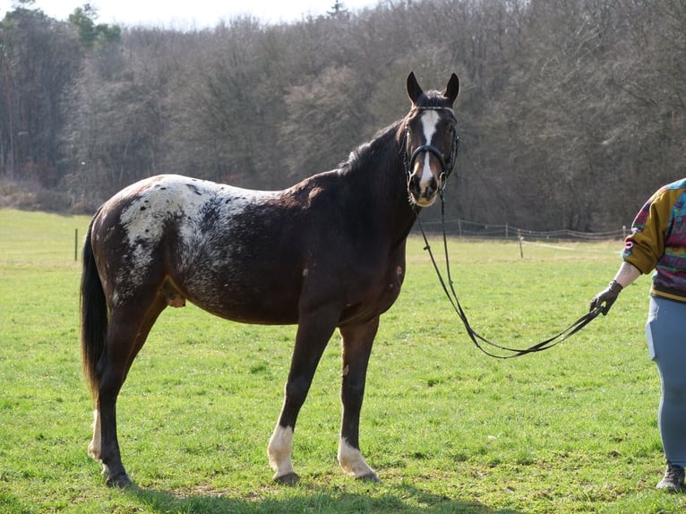 Appaloosa Mix Wałach 4 lat 153 cm Overo wszelkich maści in Galenberg