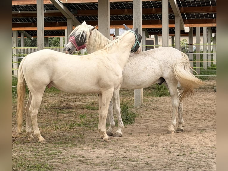 Appaloosa Wałach 4 lat 153 cm Perlino in Falkenberg/Elster
