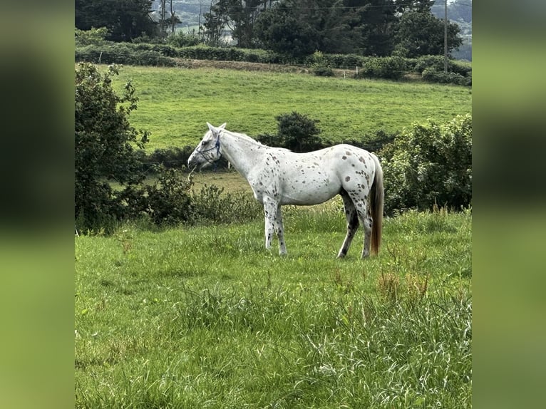 Appaloosa Wałach 4 lat 154 cm Tarantowata in Quimper