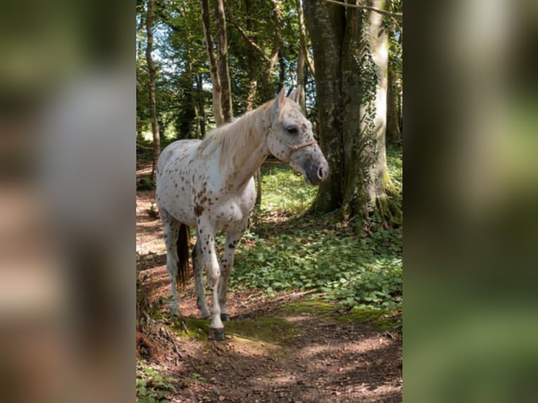 Appaloosa Wałach 4 lat 154 cm Tarantowata in Quimper