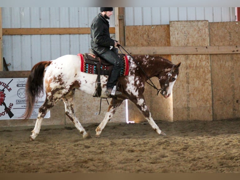 Appaloosa Wałach 4 lat 155 cm Ciemnokasztanowata in Cincinnati, IA