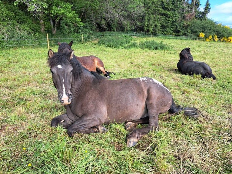Appaloosa Mix Wałach 4 lat 155 cm Grullo in Mehren