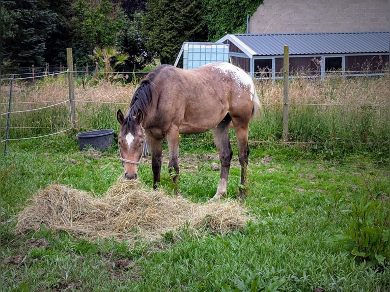 Appaloosa Wałach 4 lat 158 cm Gniadodereszowata in Morbach