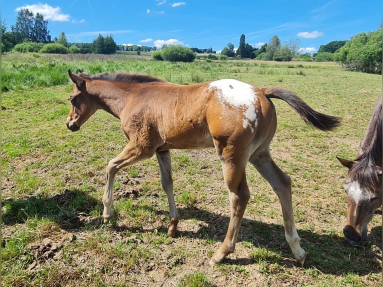 Appaloosa Wałach 4 lat 158 cm Gniadodereszowata in Morbach