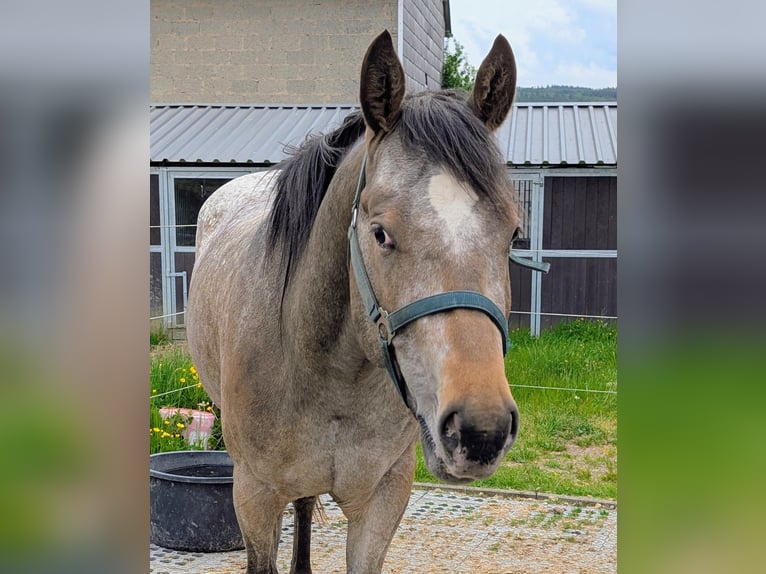 Appaloosa Wałach 4 lat 158 cm Gniadodereszowata in Morbach