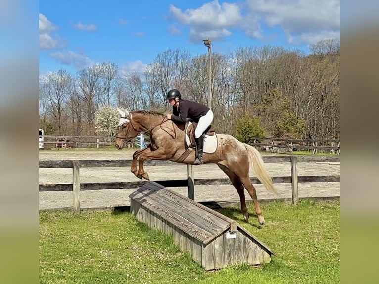 Appaloosa Wałach 4 lat 163 cm  in New Holland