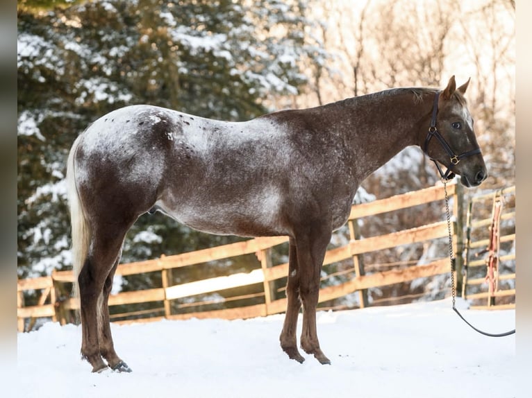 Appaloosa Wałach 4 lat 163 cm  in New Holland